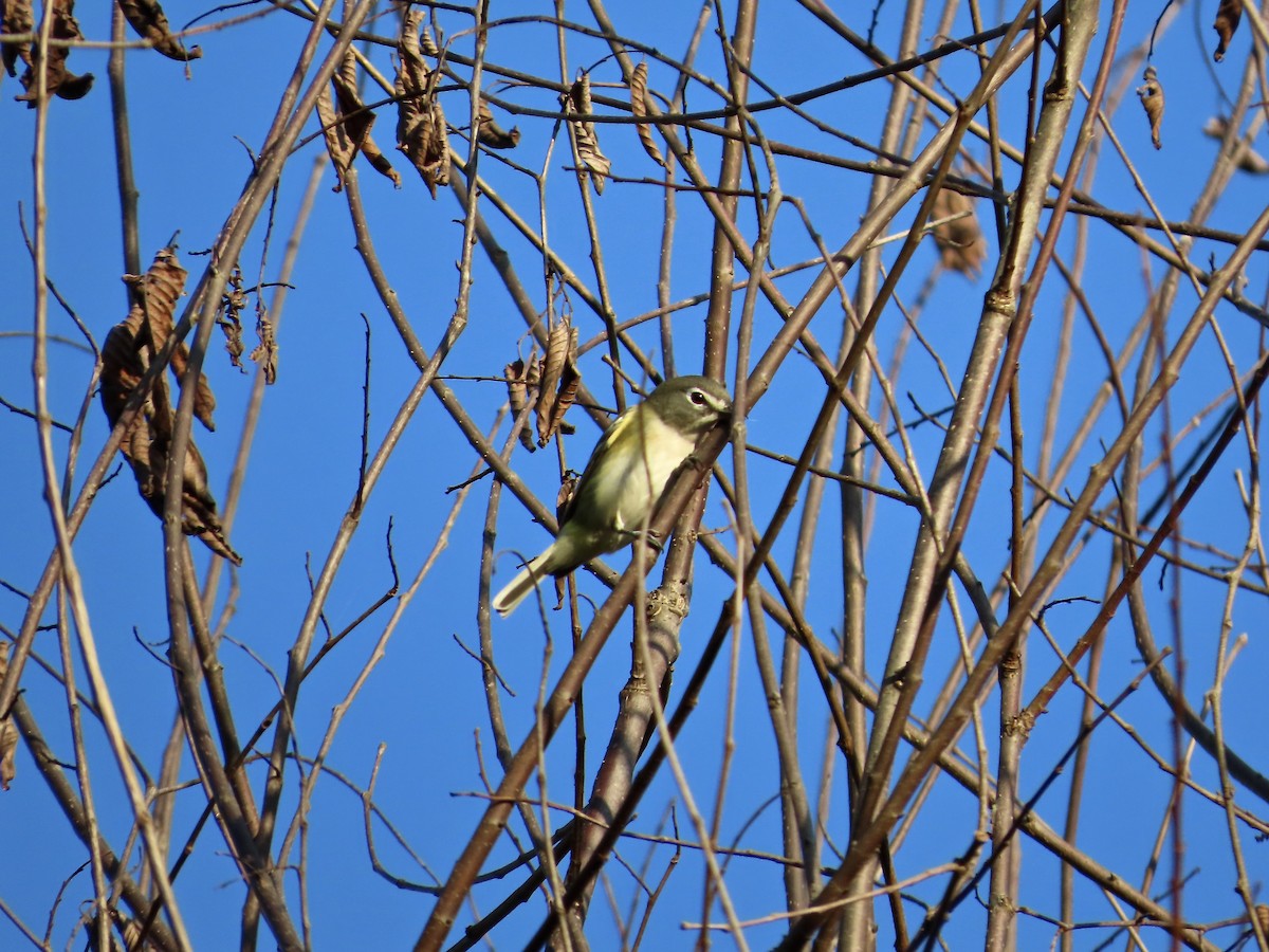 eremittvireo - ML642408386