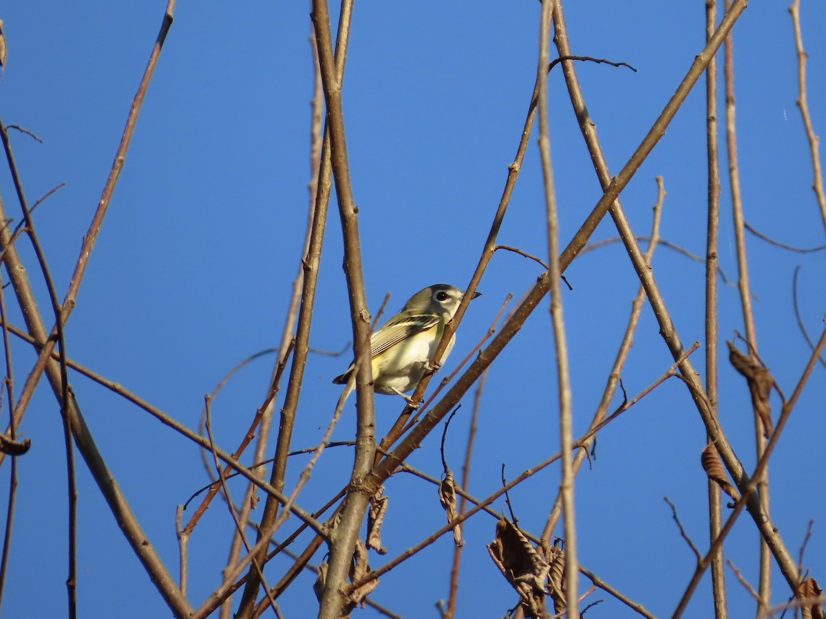 eremittvireo - ML642408387
