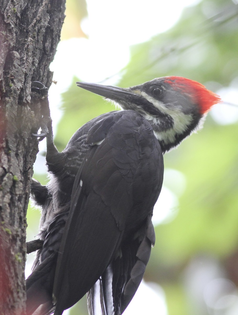 Pileated Woodpecker - ML642408402