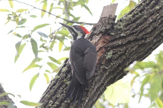 Pileated Woodpecker - ML642408403