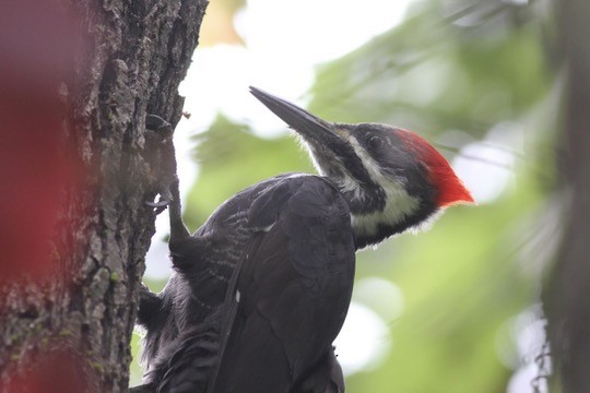 Pileated Woodpecker - ML642408404