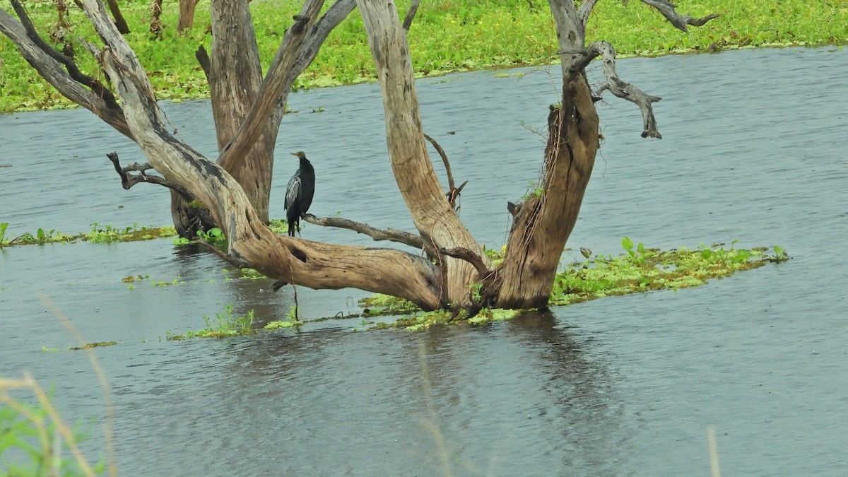 Anhinga - ML642408407