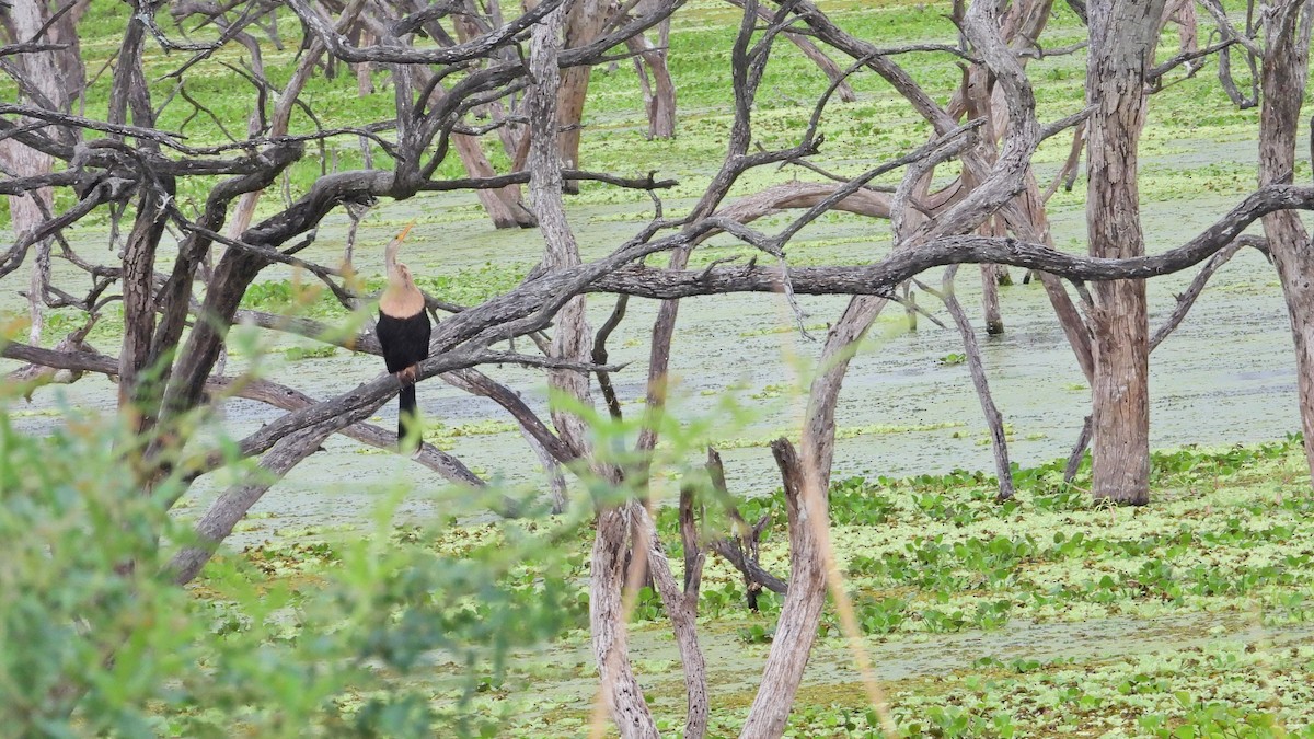 Anhinga - ML642408409