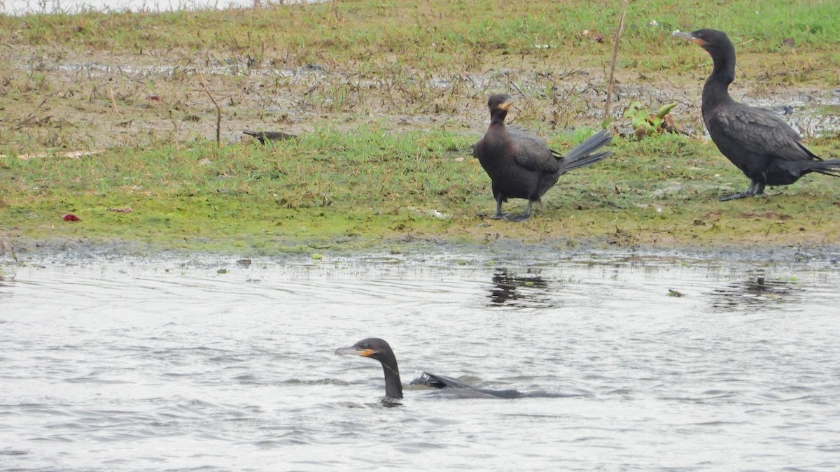 Neotropic Cormorant - ML642408420
