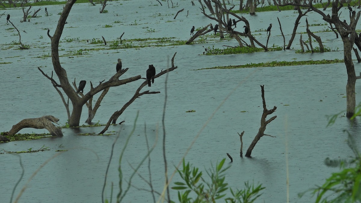 Neotropic Cormorant - ML642408421
