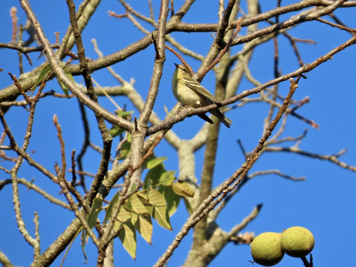 Blackpoll Warbler - ML642408424