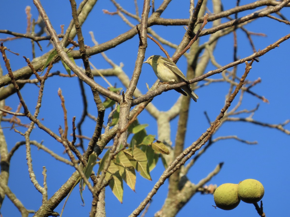 Blackpoll Warbler - ML642408425
