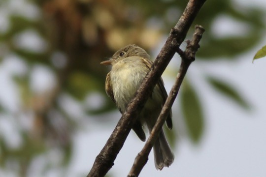 Western Flycatcher - ML642408431