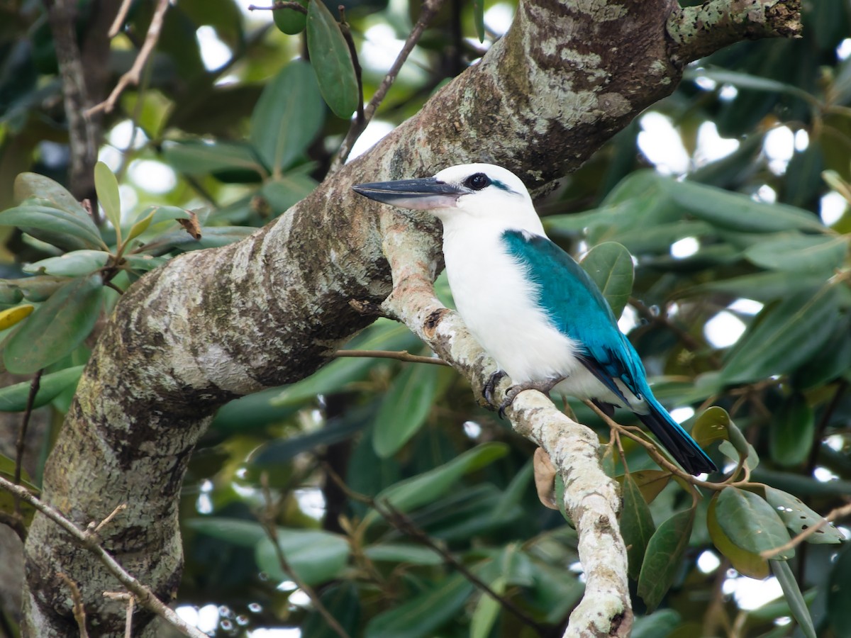 Beach Kingfisher (Beach) - ML642408446