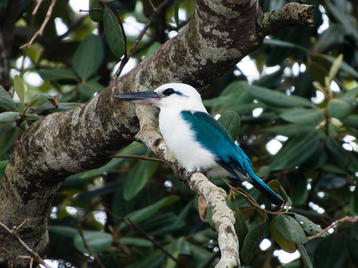 Beach Kingfisher (Beach) - ML642408447