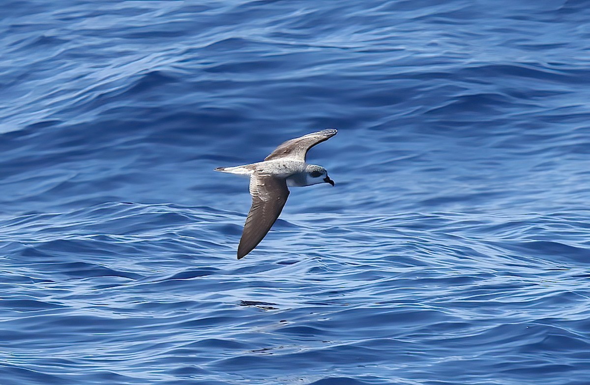 Black-winged Petrel - ML642408457