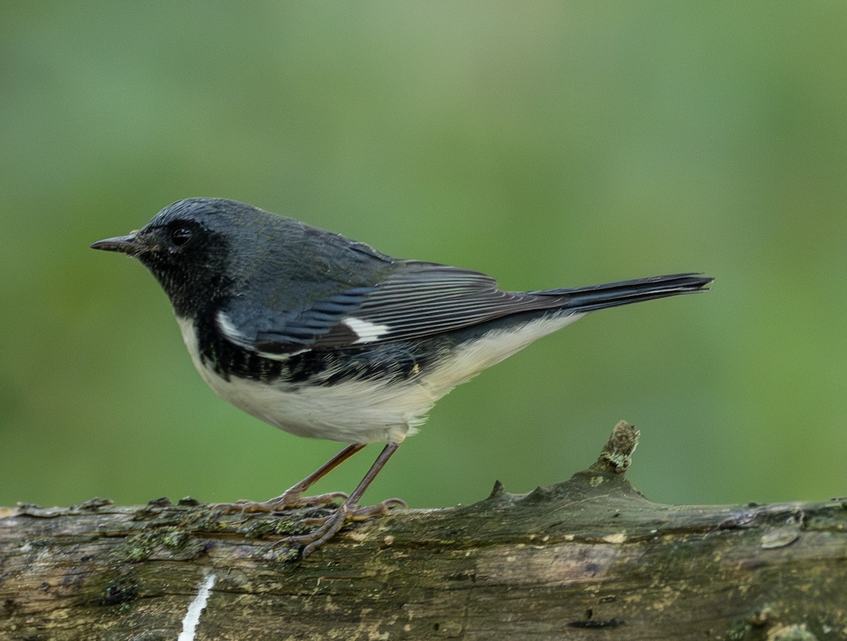 Black-throated Blue Warbler - ML642408507