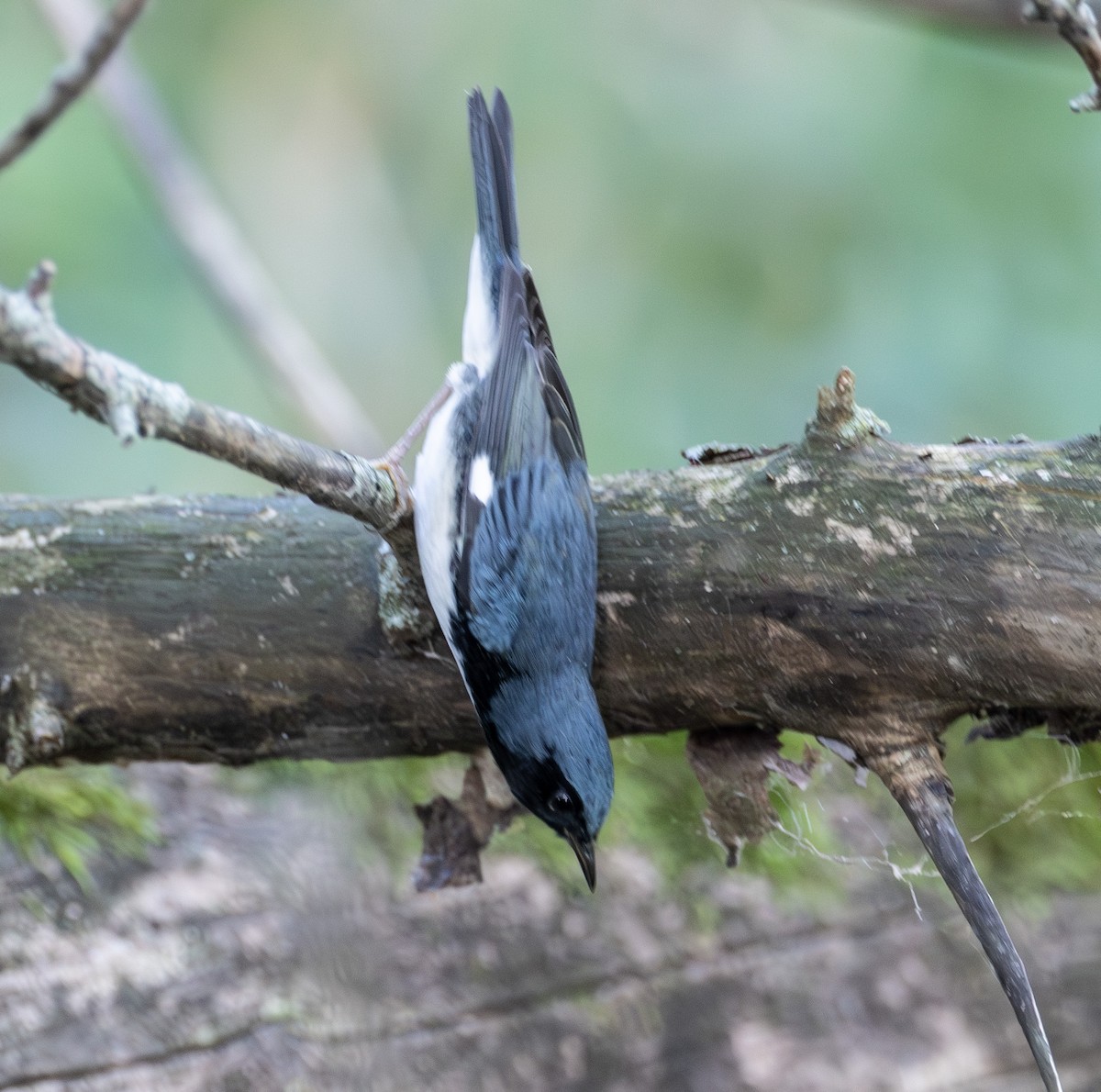 Black-throated Blue Warbler - ML642408508