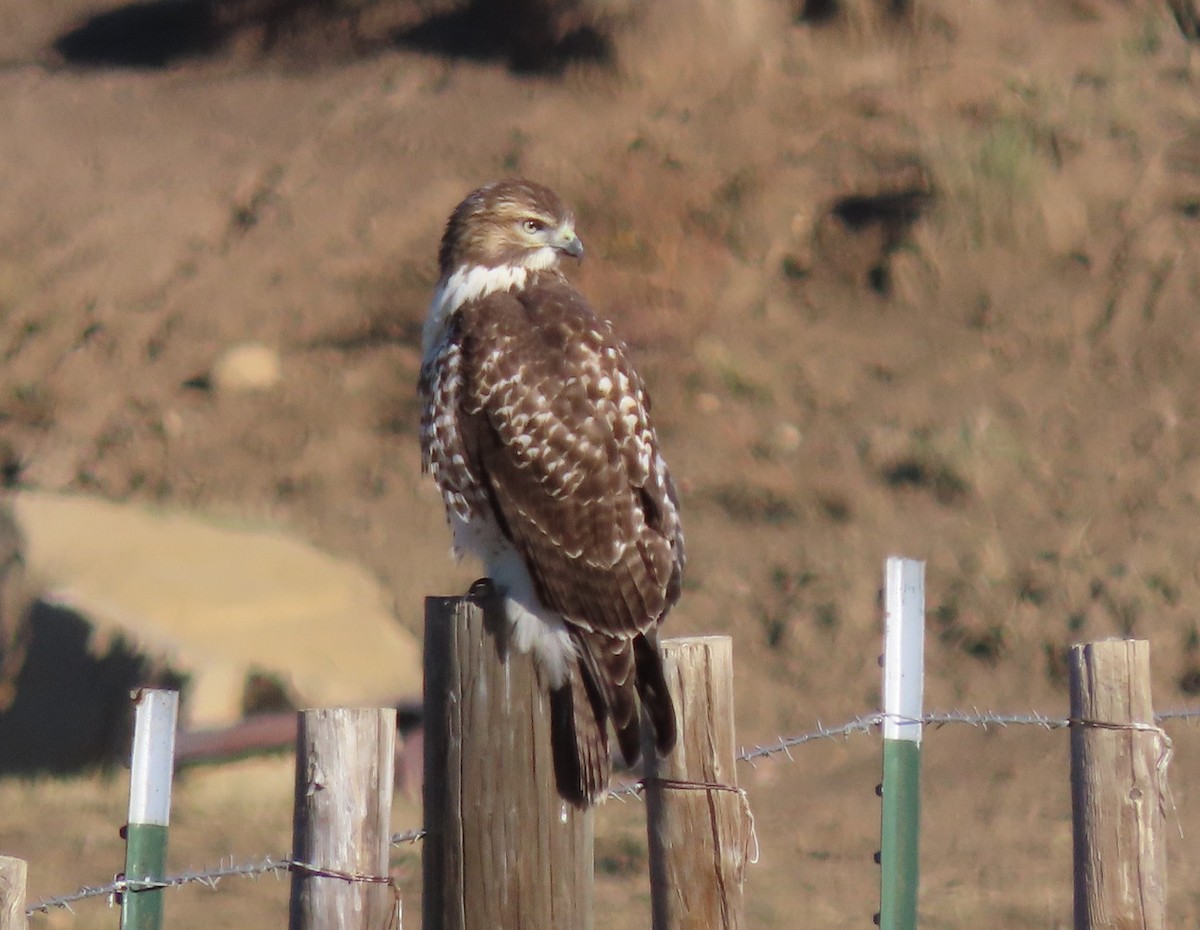 Red-tailed Hawk - ML642408513