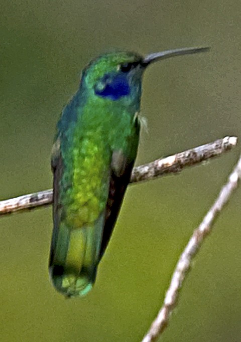 Colibri cyanote (cyanotus/crissalis) - ML642408519