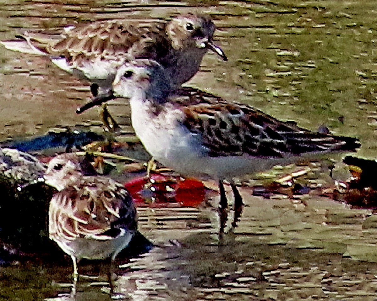 Alaska Kumkuşu - ML642408528