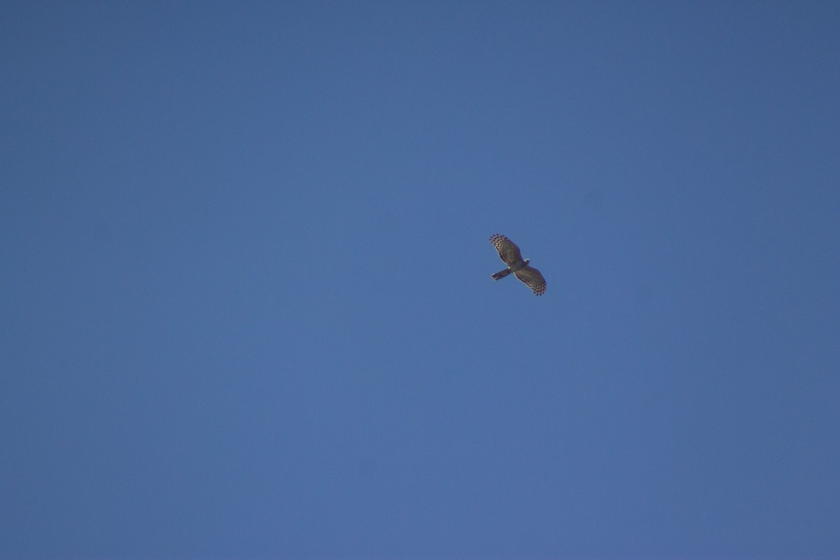 Pacific Baza - ML642408539