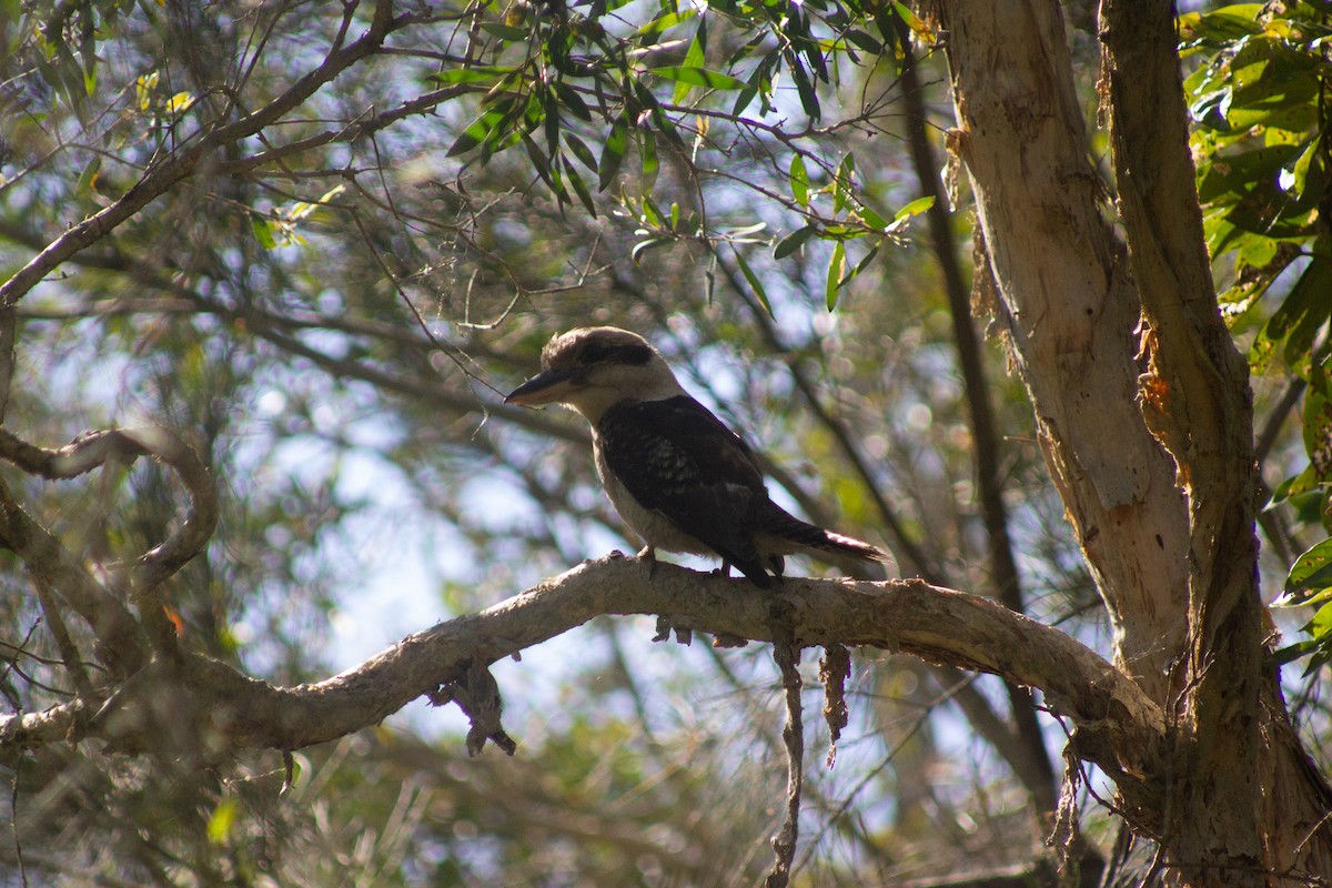 Laughing Kookaburra - ML642408540