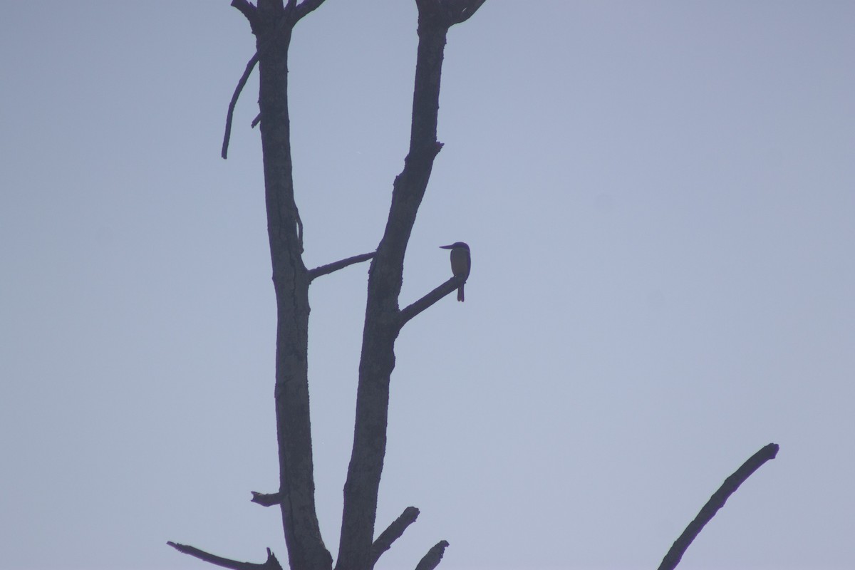 Sacred Kingfisher - ML642408543