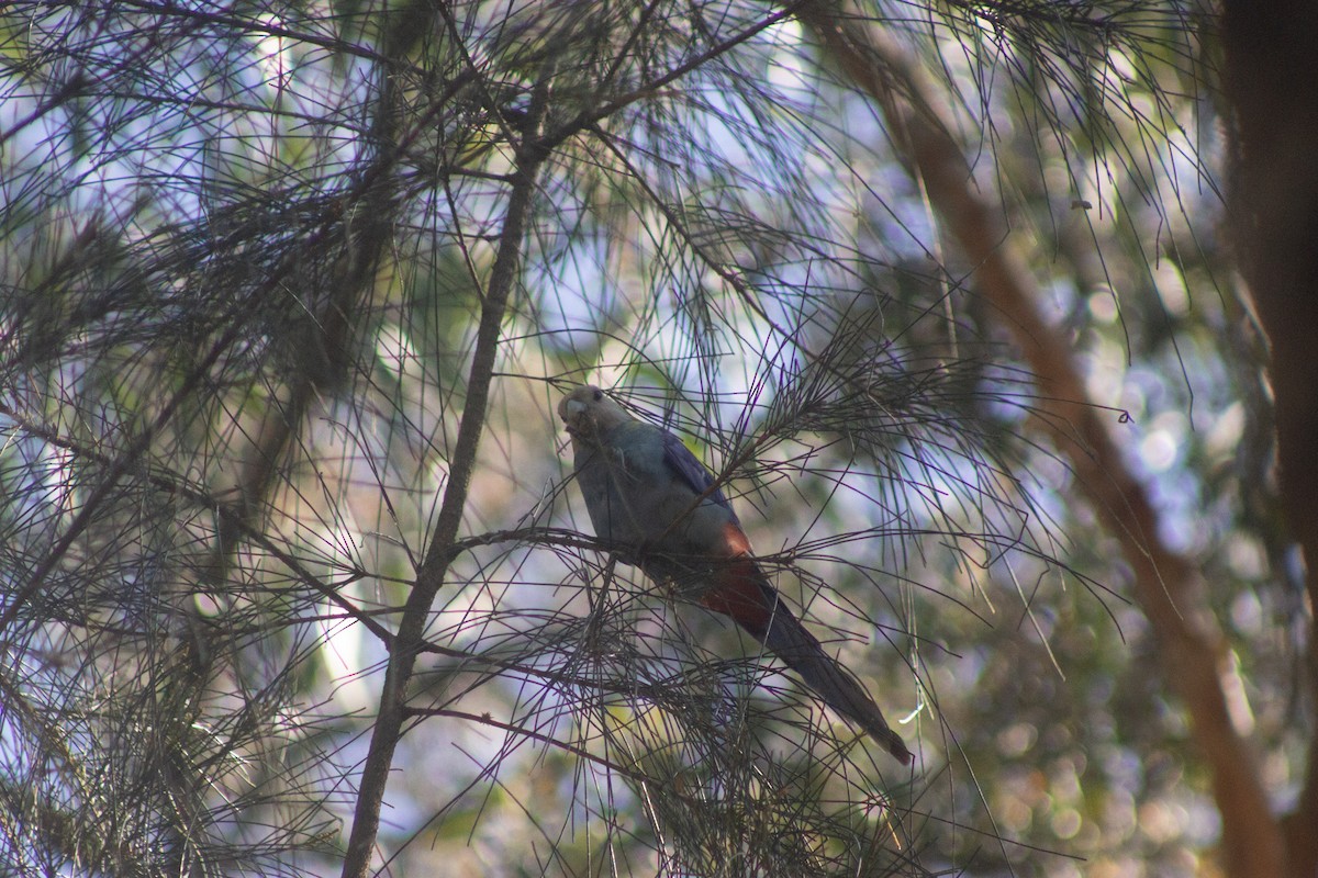 Pale-headed Rosella - ML642408547