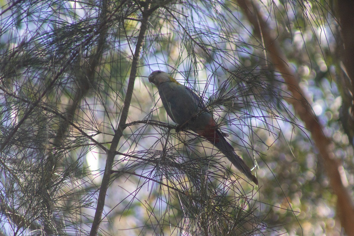 Pale-headed Rosella - ML642408548