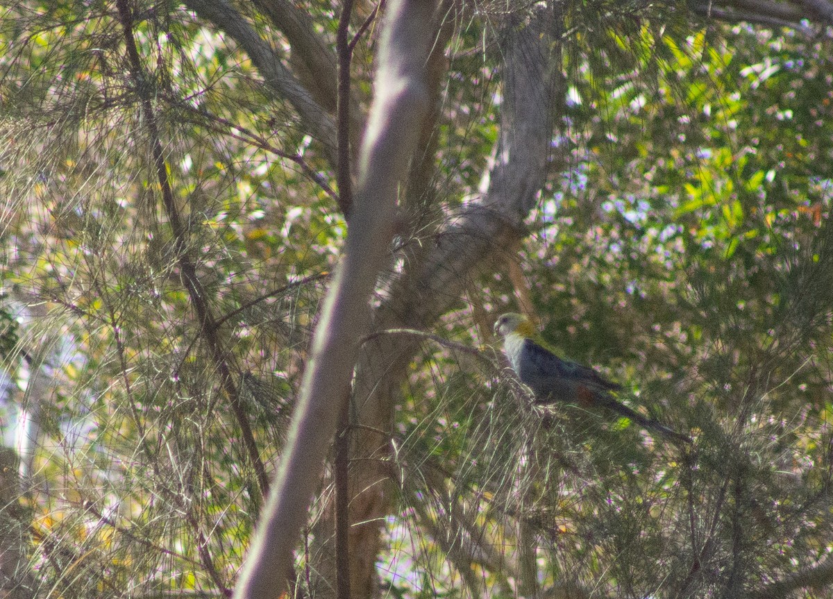 Pale-headed Rosella - ML642408549