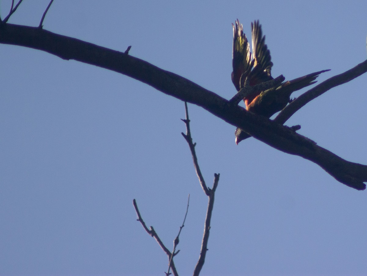 Rainbow Lorikeet - ML642408557