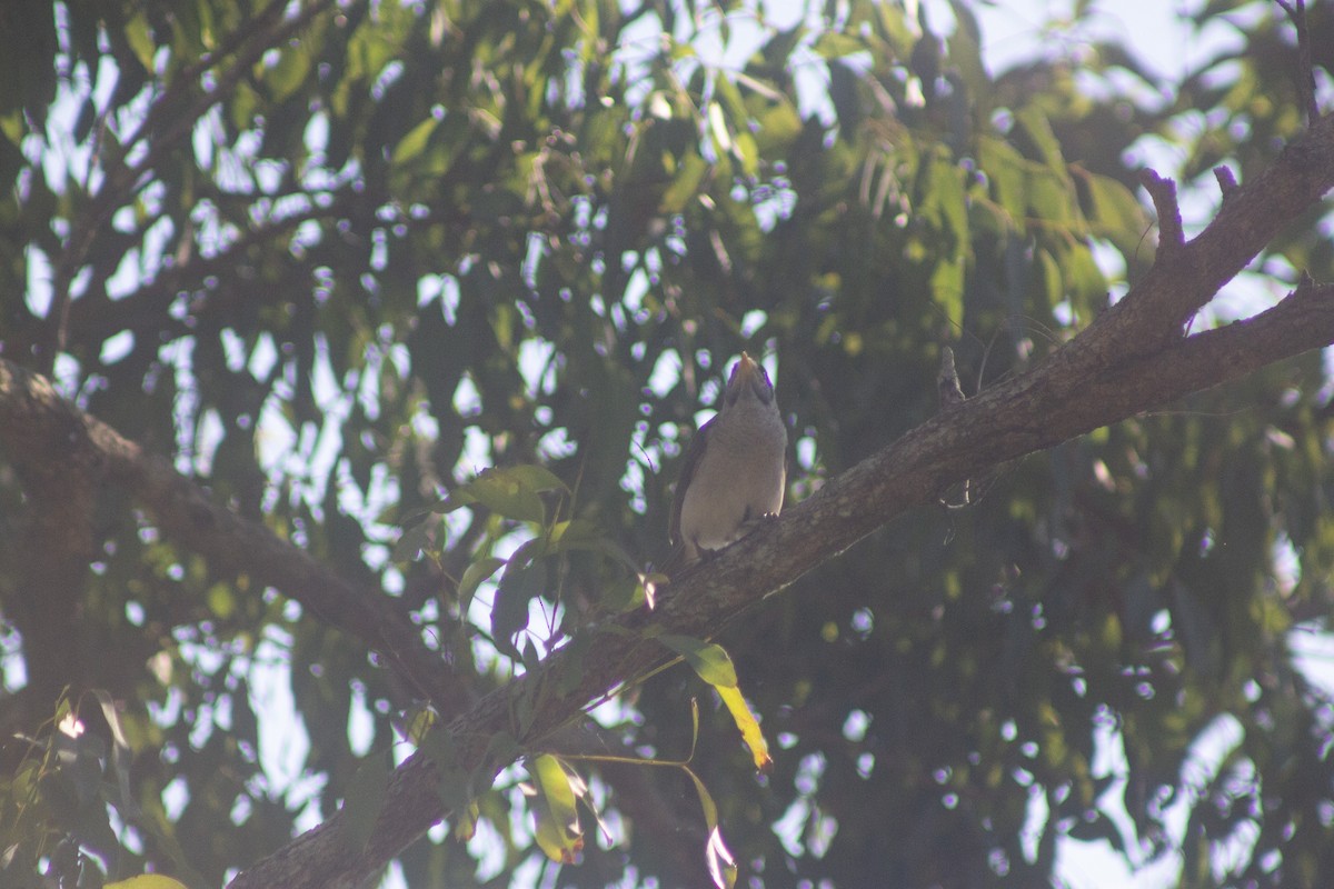 Noisy Miner - ML642408558