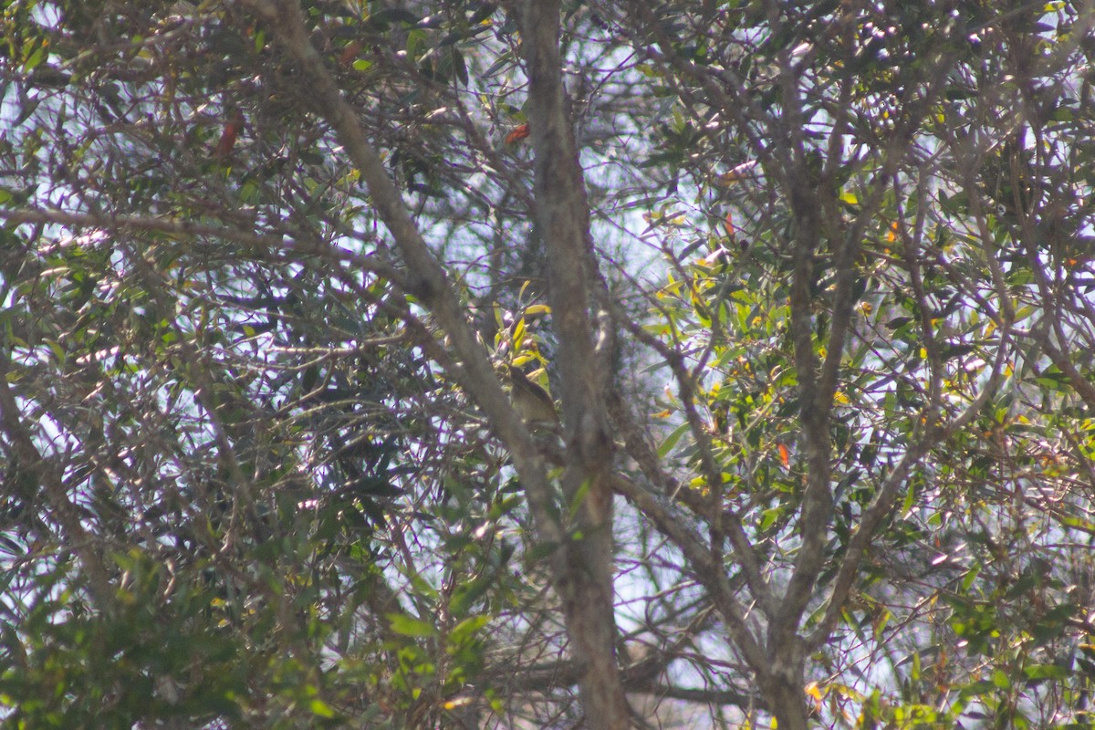 Brown Honeyeater - ML642408586