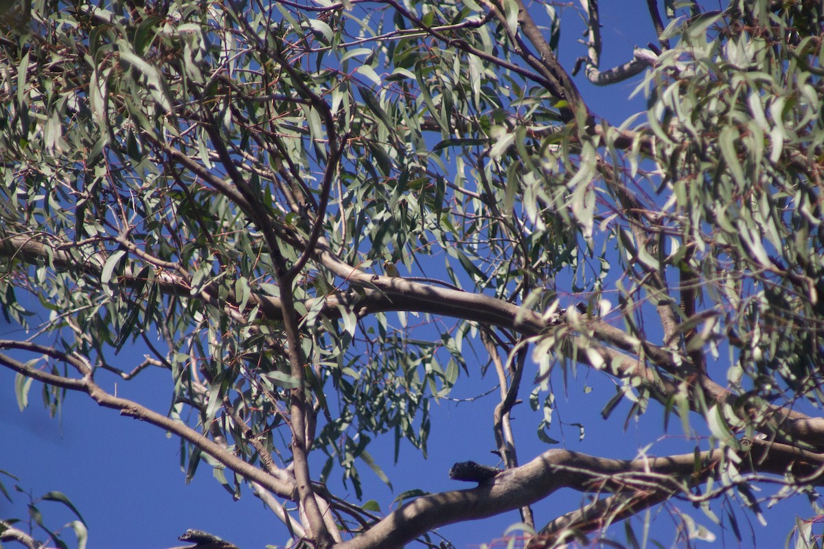 Striated Pardalote - ML642408587