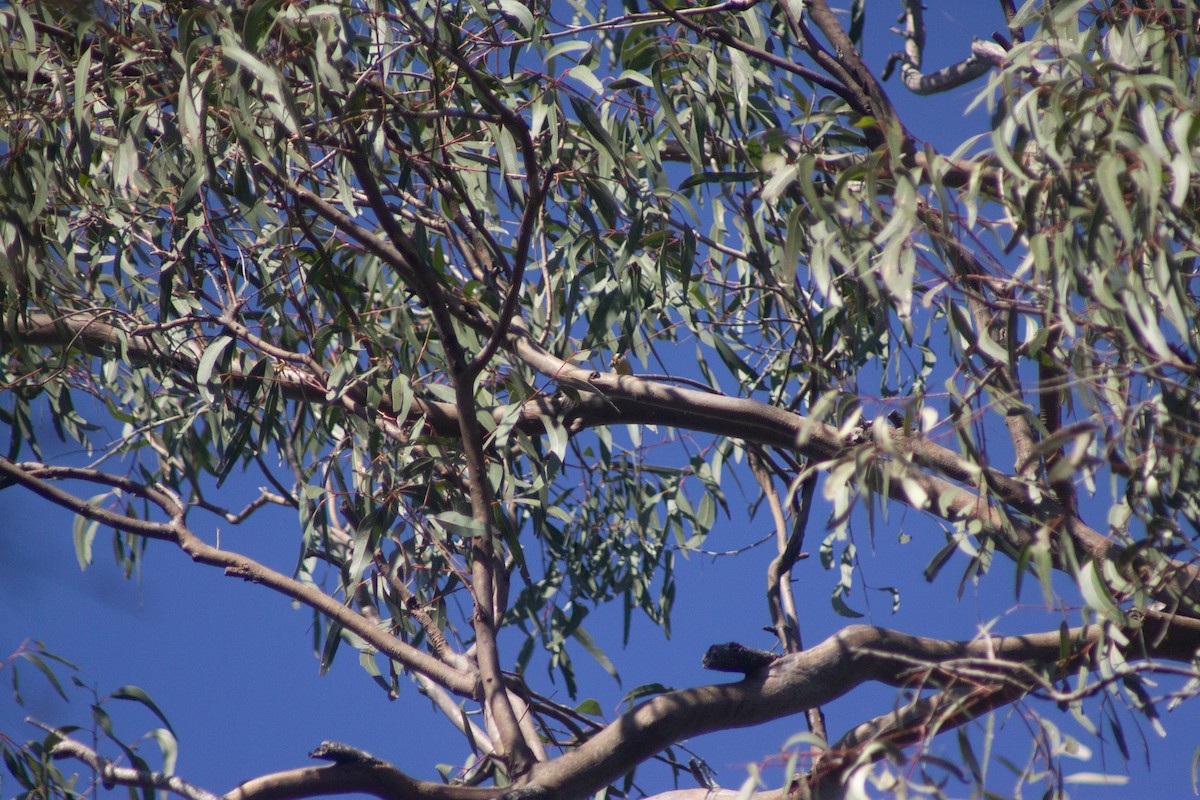 Striated Pardalote - ML642408588