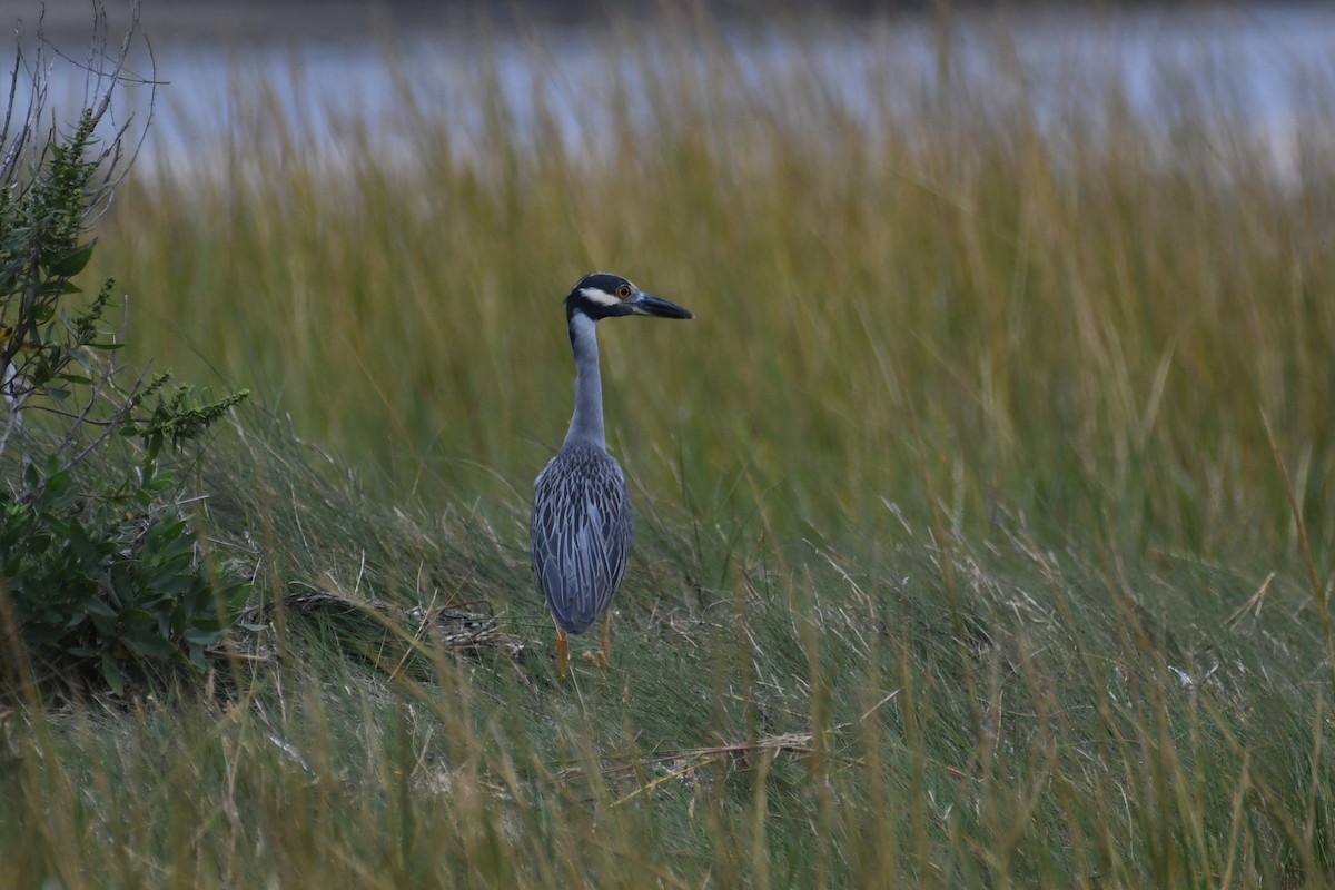 Yellow-crowned Night Heron - ML642408601