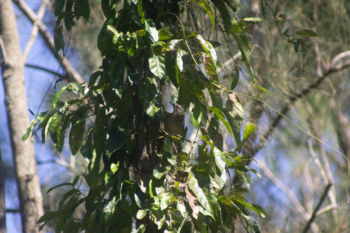 Gray Shrikethrush - ML642408605