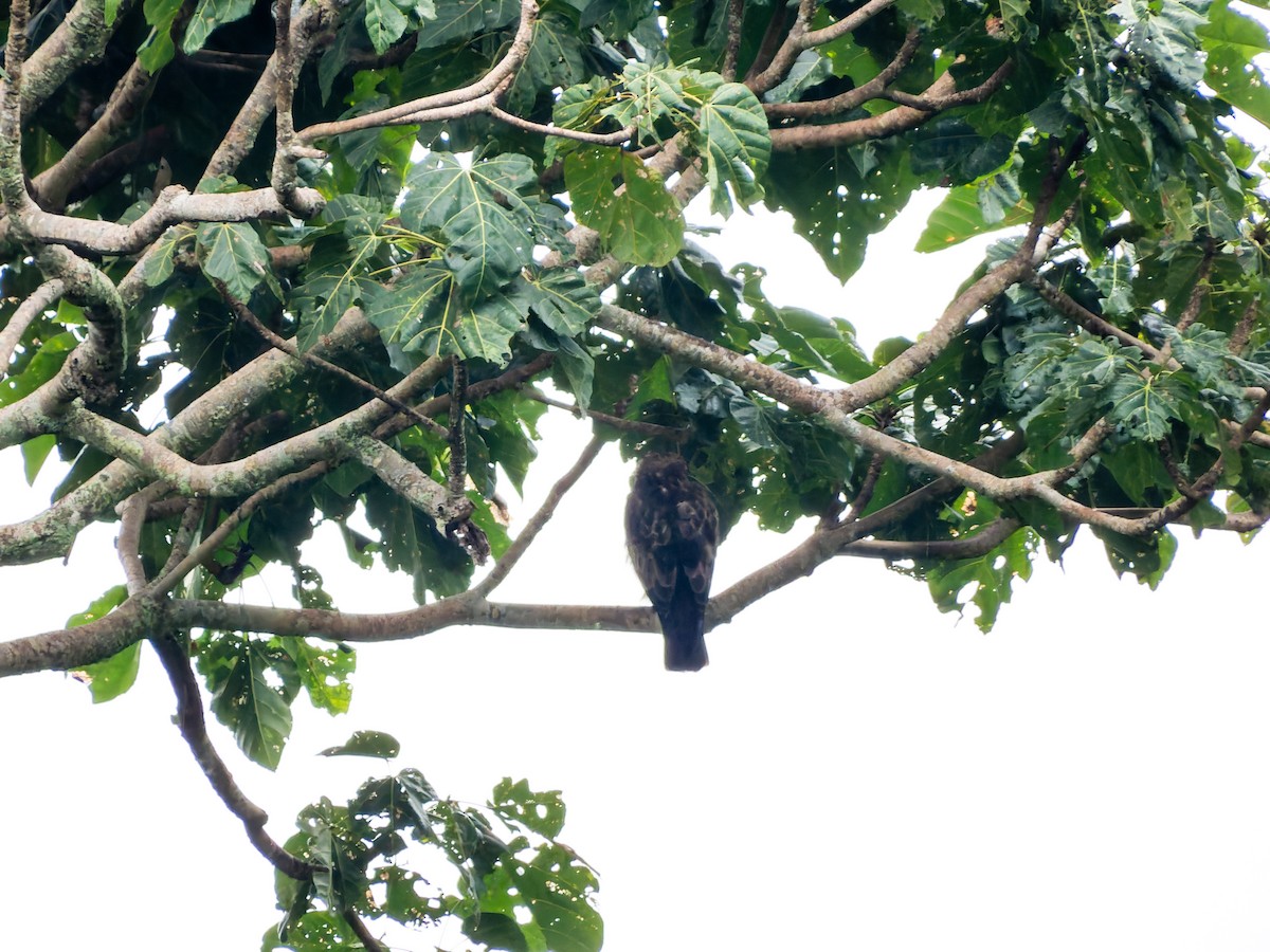 Pygmy Eagle - ML642408613