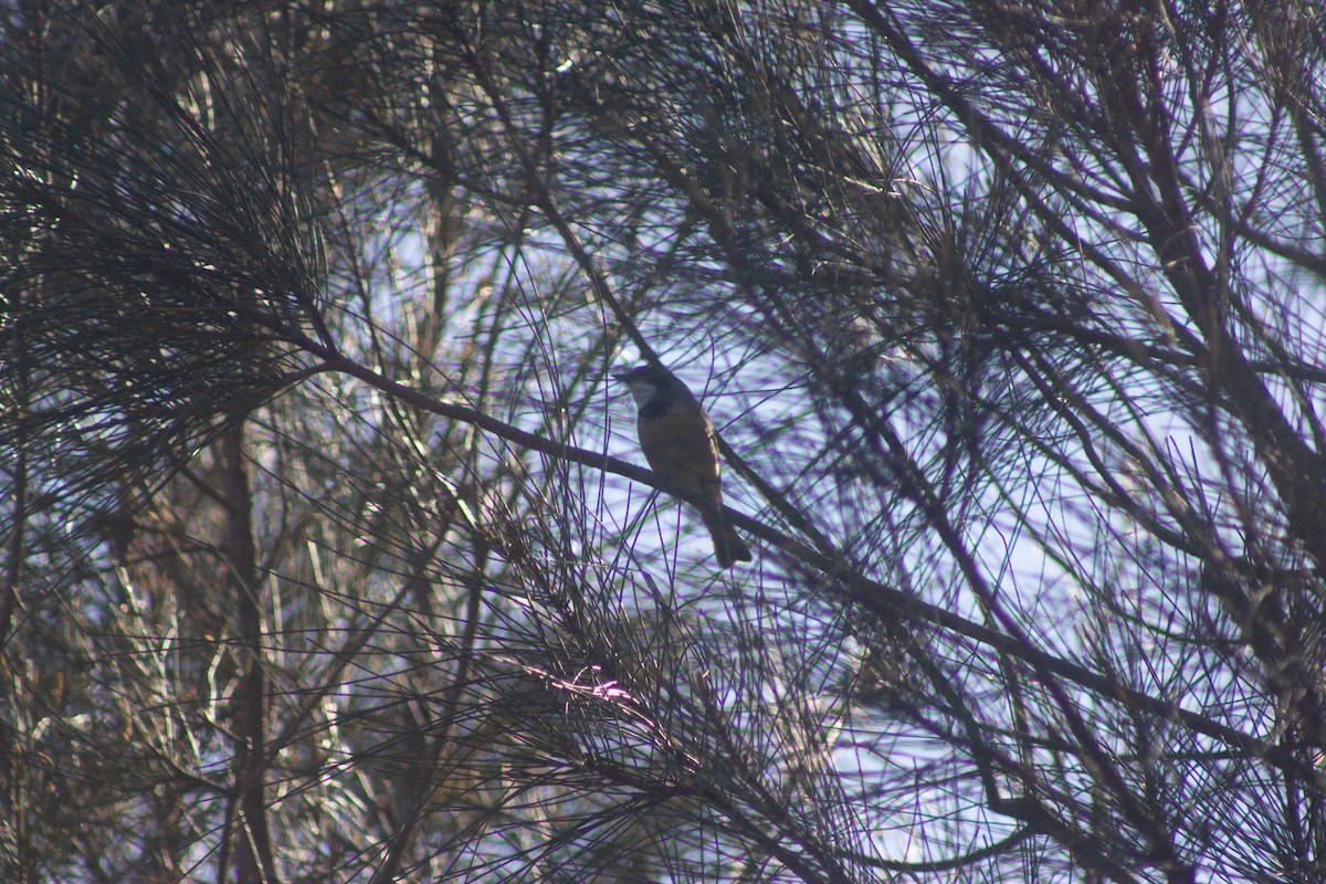 Rufous Whistler - ML642408620