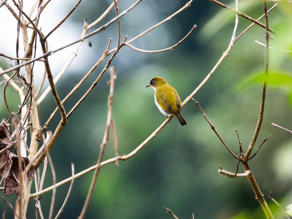 モルッカメジロ（fuscifrons） - ML642408621