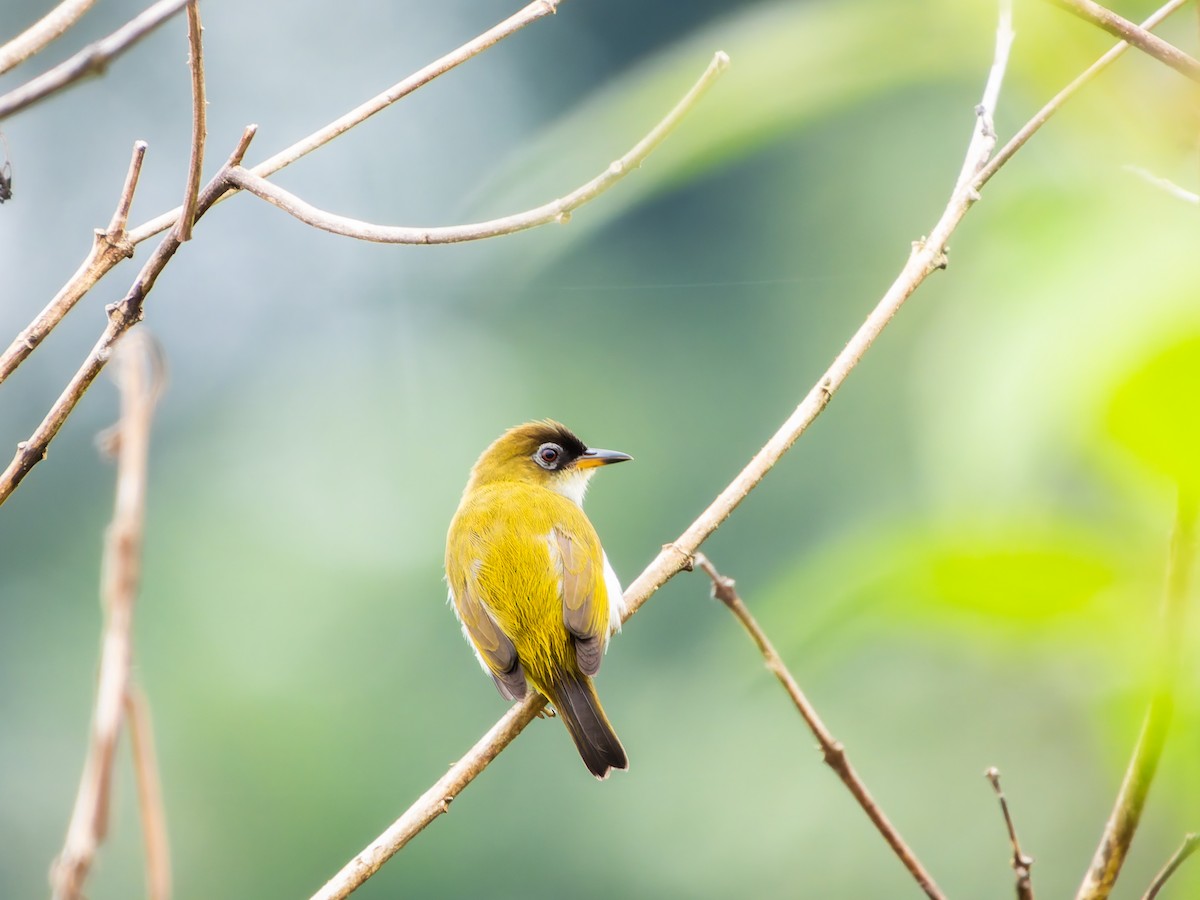 モルッカメジロ（fuscifrons） - ML642408622