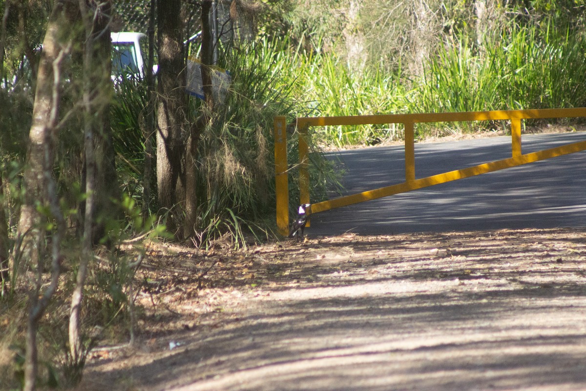 Australian Magpie - ML642408624
