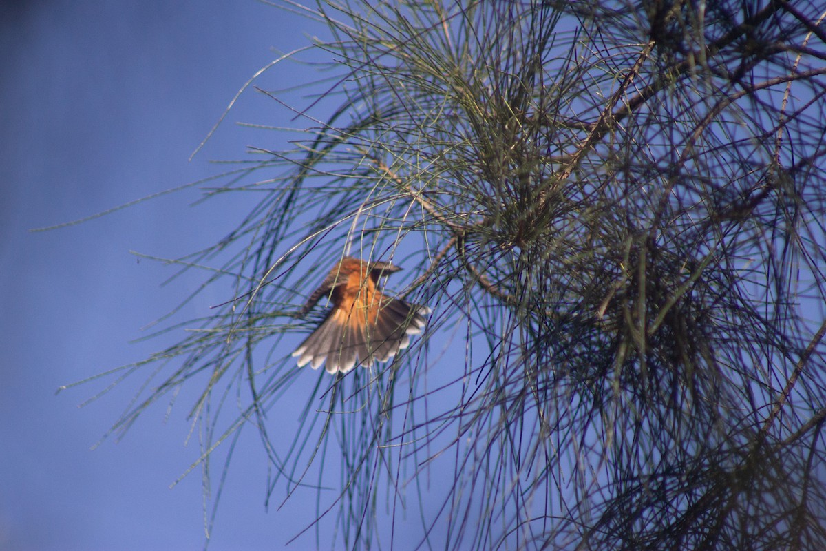 Australian Rufous Fantail - ML642408635