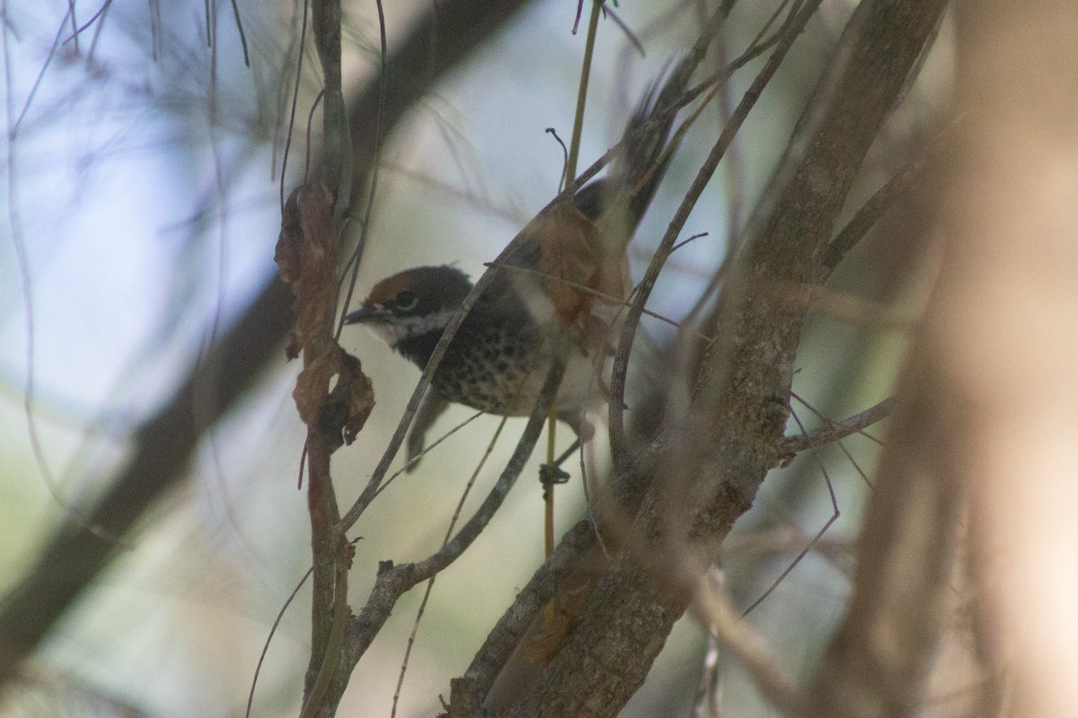 Australian Rufous Fantail - ML642408636