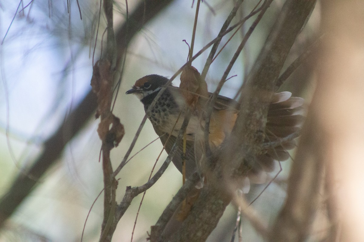 Australian Rufous Fantail - ML642408637