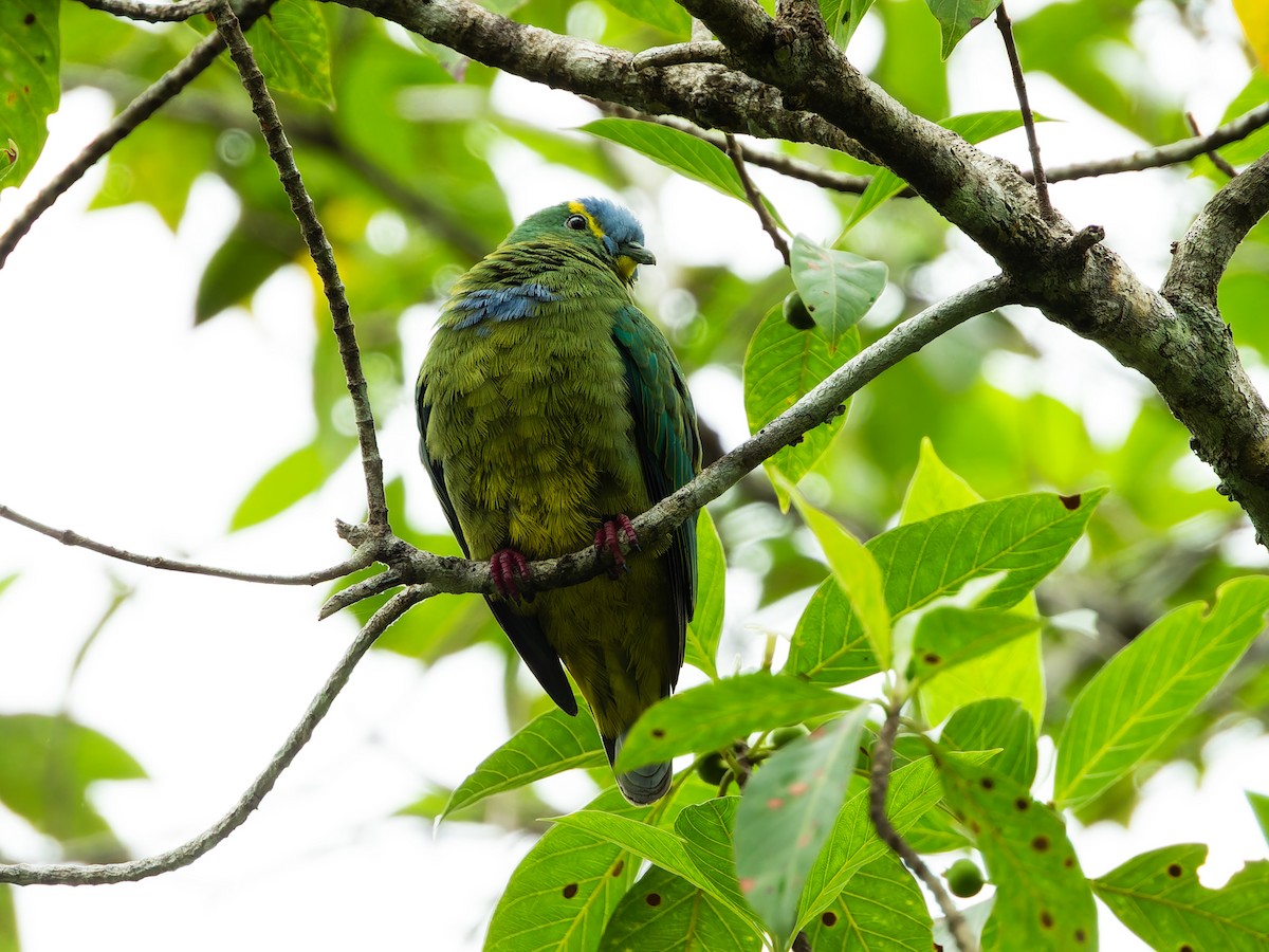 Blue-capped Fruit-Dove - ML642408638