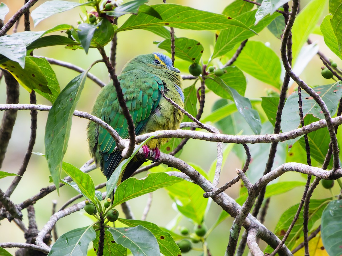 Blue-capped Fruit-Dove - ML642408639