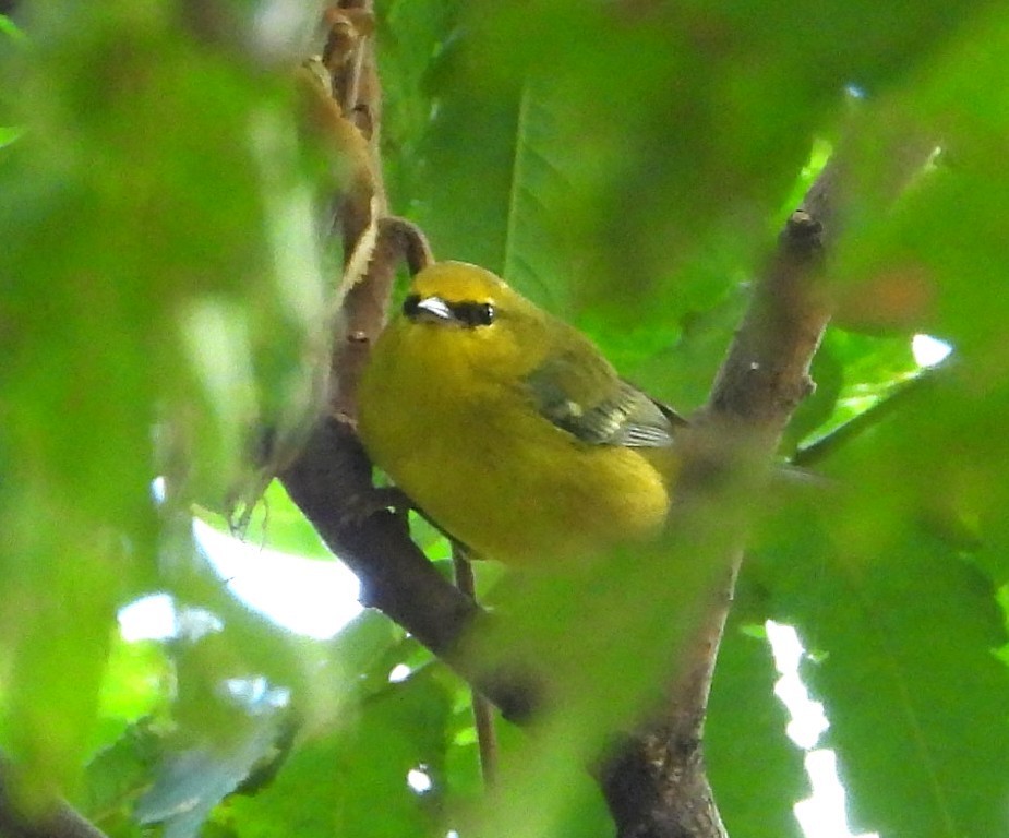 Blue-winged Warbler - ML642408649