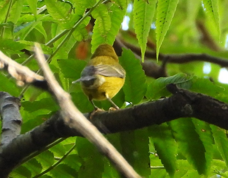Blue-winged Warbler - ML642408661