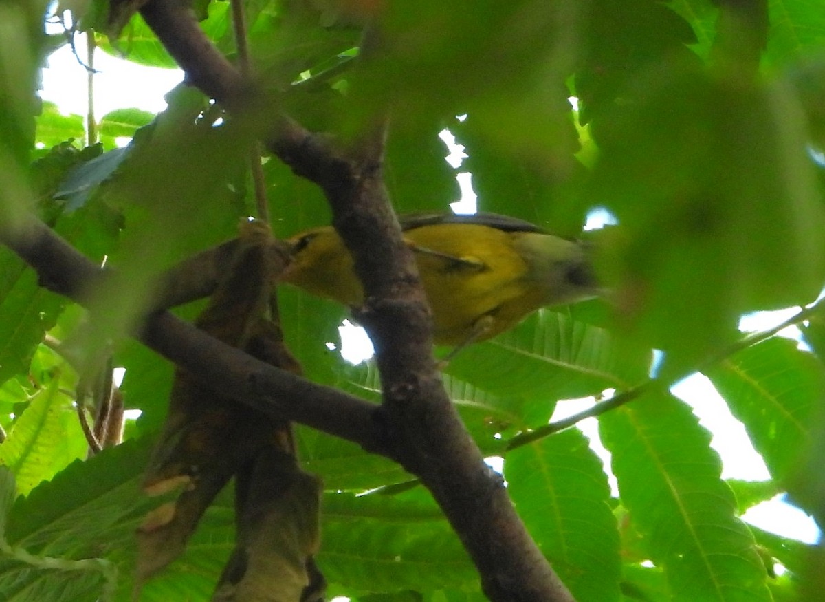 Blue-winged Warbler - ML642408671