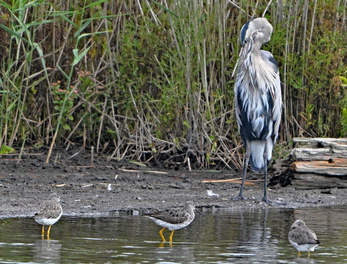 Lesser/Greater Yellowlegs - ML642408674