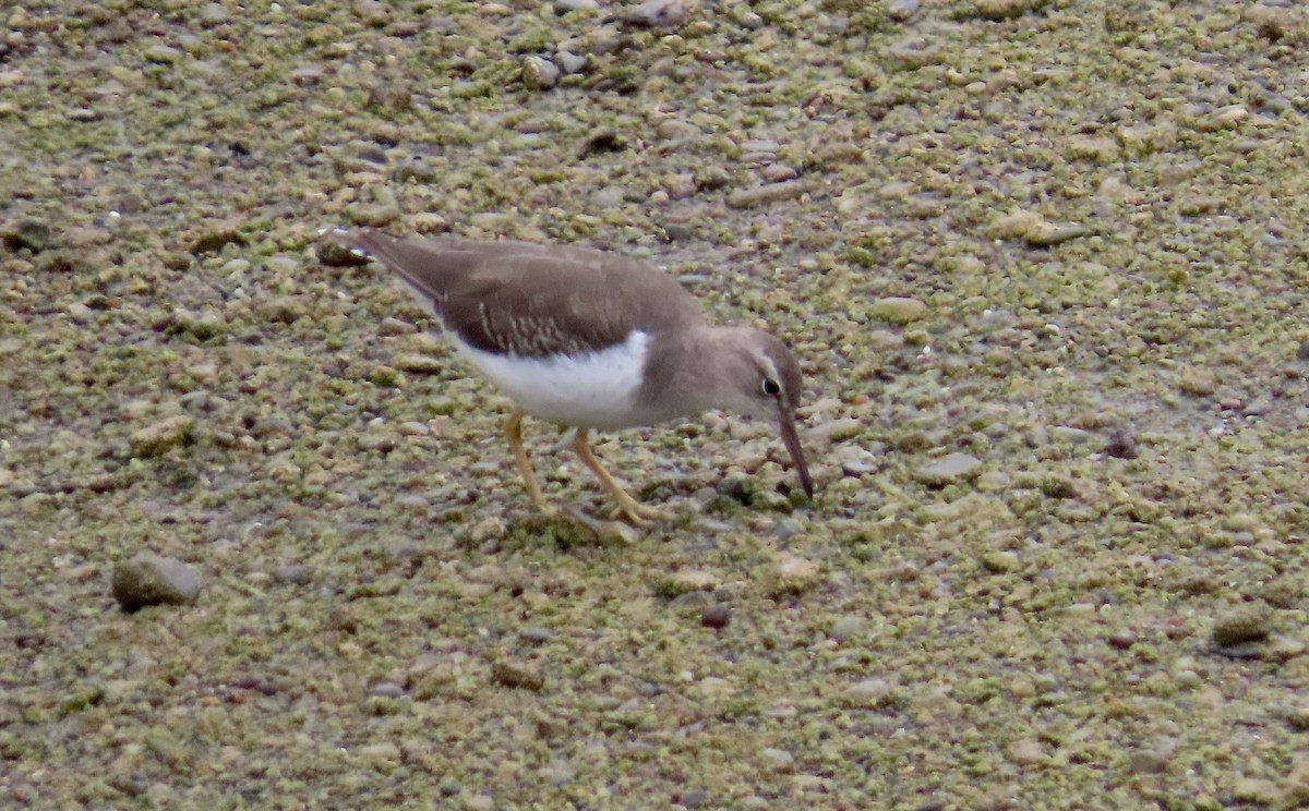 Drosseluferläufer - ML642408695