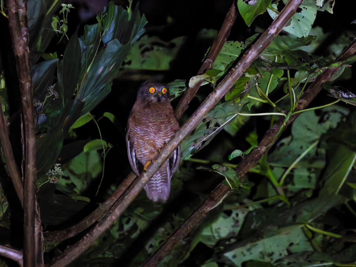 Хальмахерская иглоногая сова - ML642408699