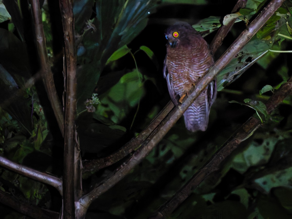 Хальмахерская иглоногая сова - ML642408700